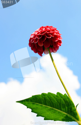 Image of Red Dahlia