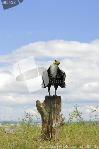 Image of Stump with Eagle