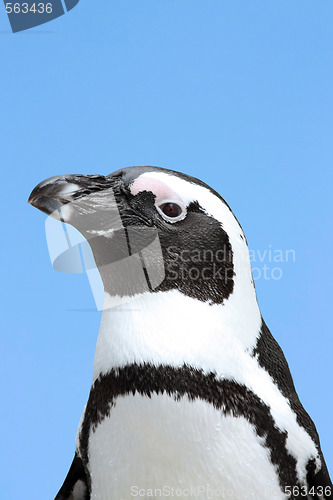 Image of Penguin