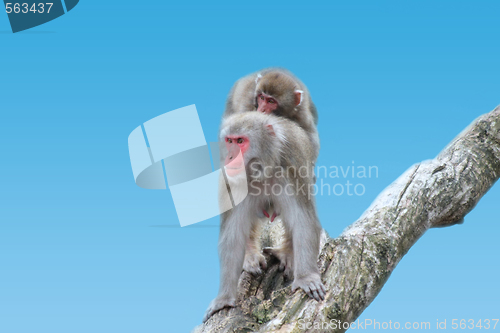 Image of Egret Monkeys