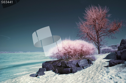 Image of Infrared Landscape