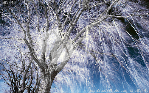 Image of Infrared Landscape