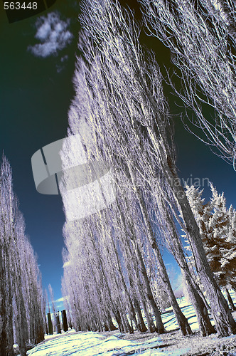 Image of Infrared Landscape