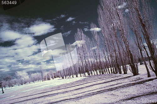 Image of Infrared Landscape