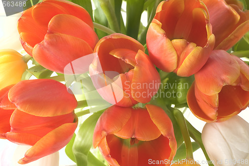 Image of tulips