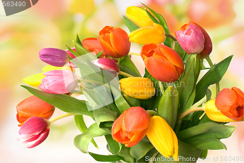 Image of tulips