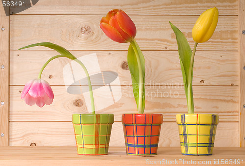 Image of tulips