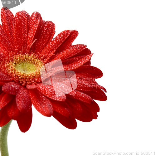 Image of red gerbera