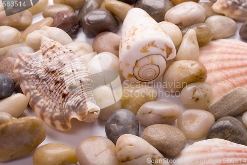 Image of sea shells and pebble