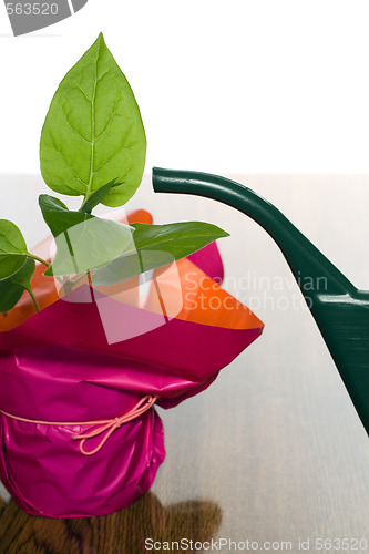 Image of Plant and Watering Can