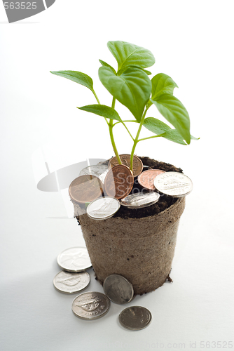 Image of Money Tree