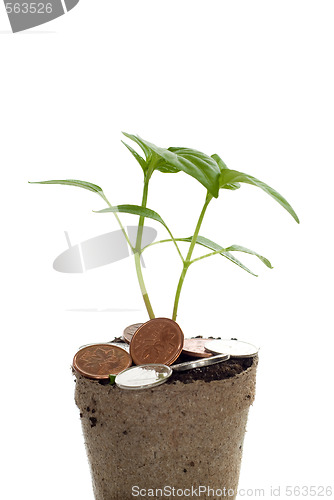 Image of Closeup Money Tree