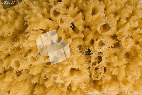 Image of natural bath sponge