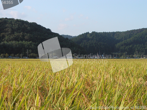 Image of Rice field