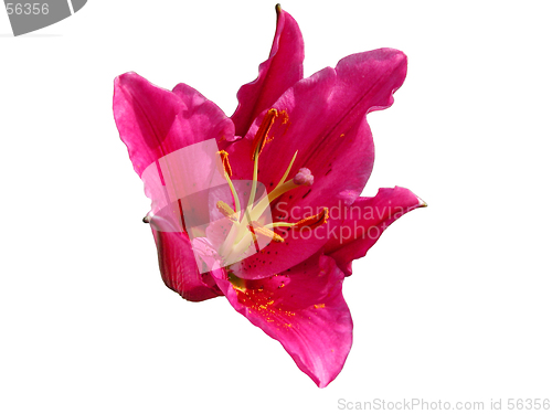 Image of Red Asian Lily