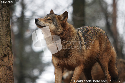 Image of Gray Wolf Canis Lupus