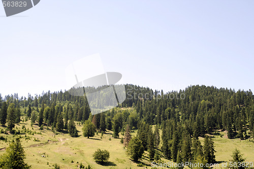 Image of Forest landscape