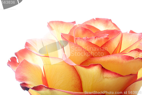 Image of Rose