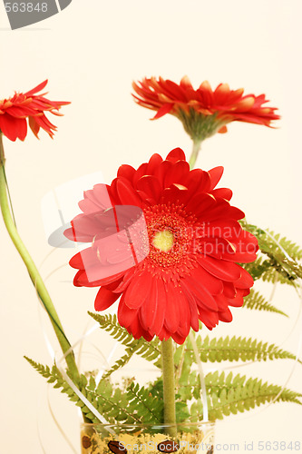 Image of Gerber daisy