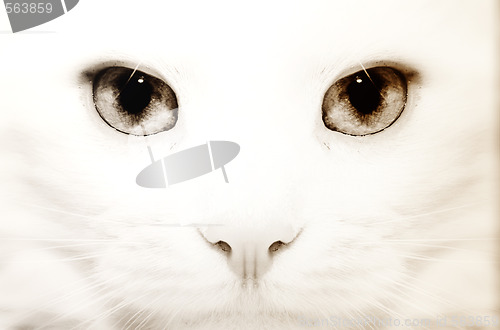 Image of White cat: macro