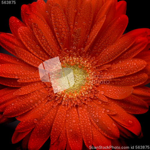 Image of red gerbera