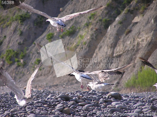 Image of Sea-gulls
