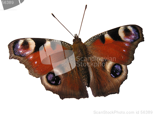 Image of Butterfly on white