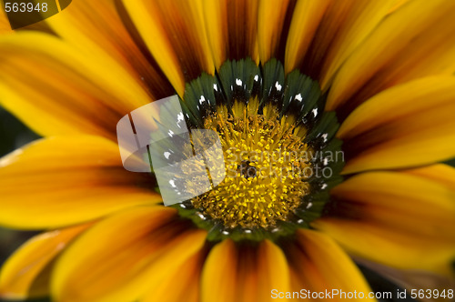 Image of Macro Daisy