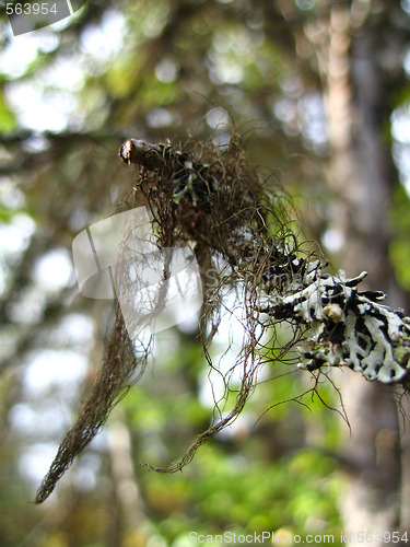 Image of Hanging moss