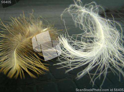 Image of Feather