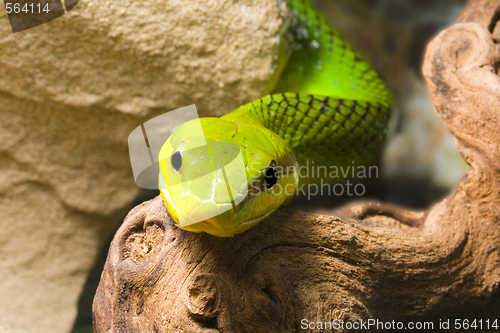 Image of Red Tailed Racer