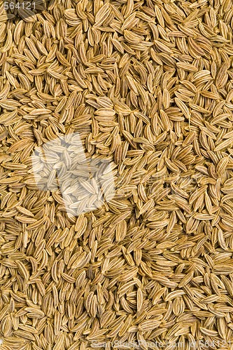 Image of Caraway Seeds