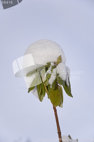 Image of Rhododendron in snow