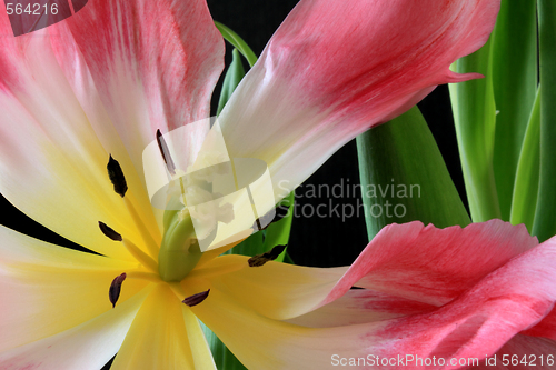 Image of Tulips