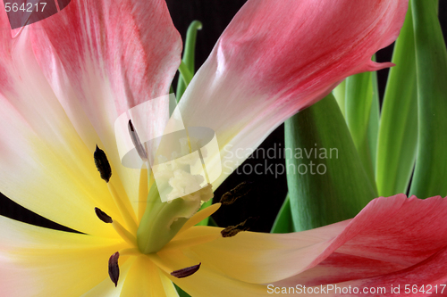 Image of Tulips