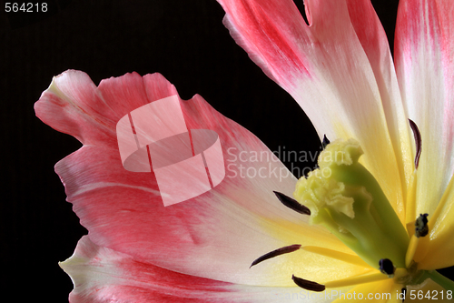 Image of Tulips