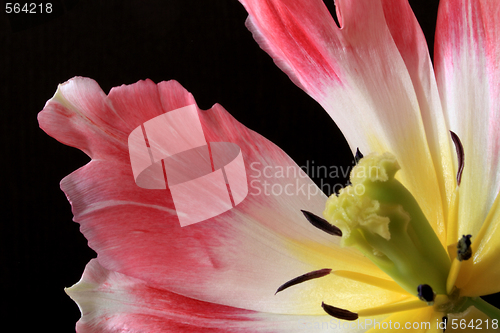 Image of Tulips