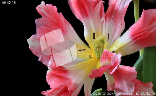 Image of Tulips