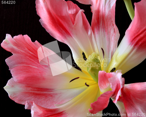 Image of Tulips