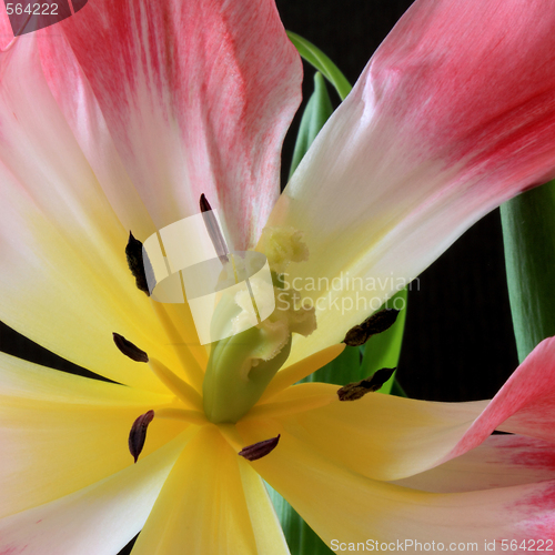 Image of Tulips