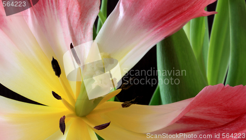 Image of Tulips