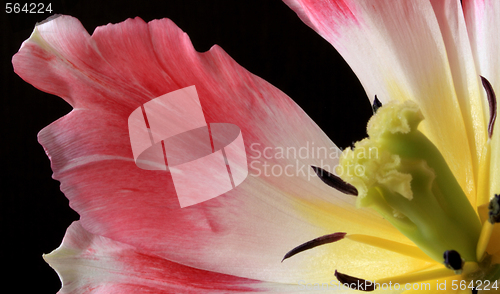 Image of Tulips