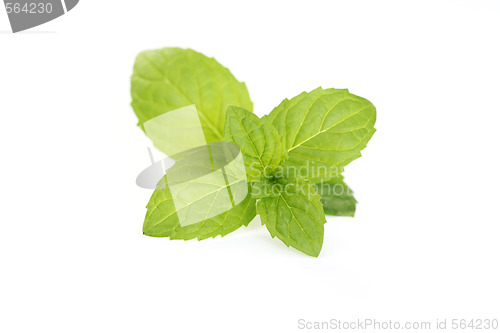 Image of fresh peppermint