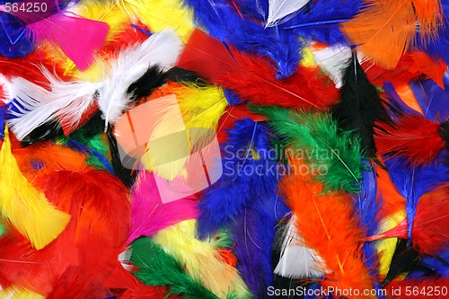 Image of Multicolor feathers