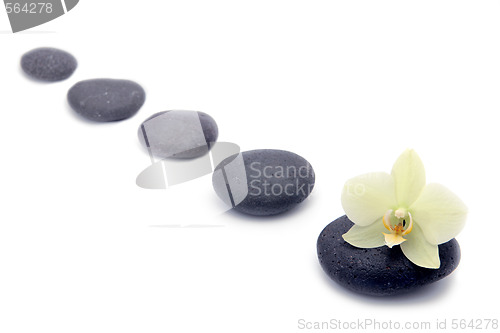 Image of zen stones with orchids flower isolated. spa background