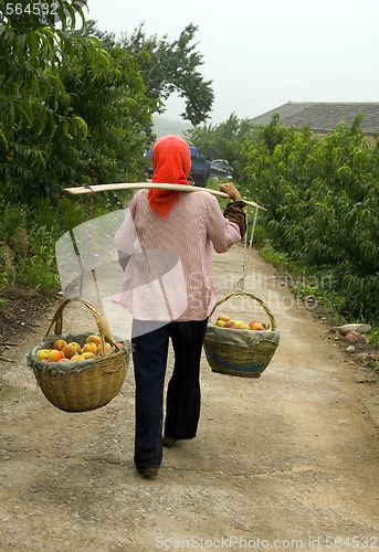 Image of Peach Harvesting