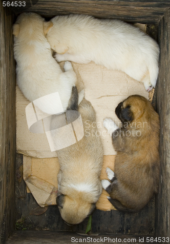 Image of Four Puppies 