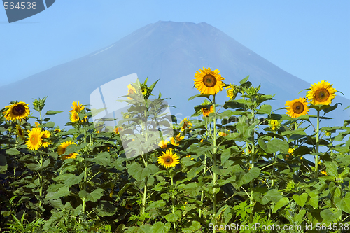 Image of Sunflower VI