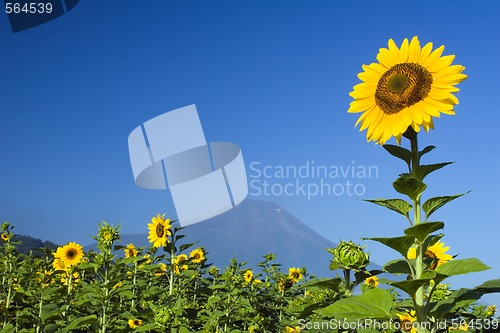 Image of Sunflower IV