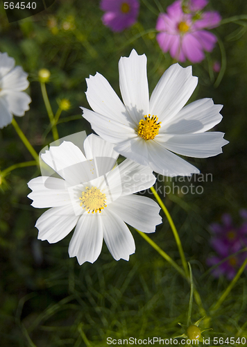 Image of White Cosmos